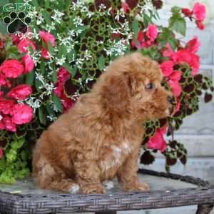 Knobbie, Bich-Poo Puppy